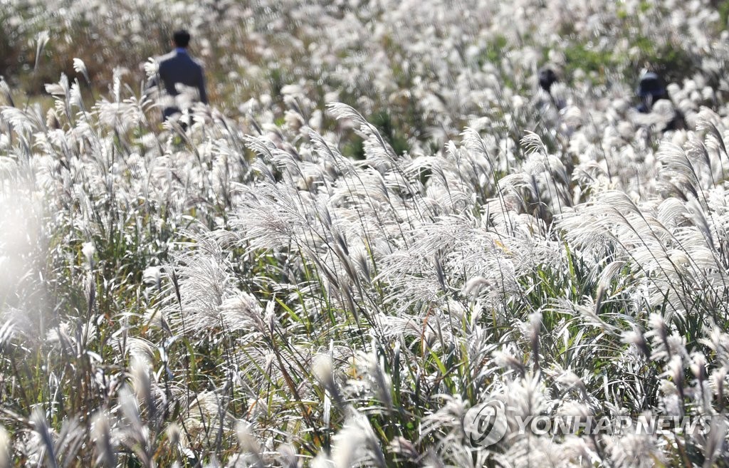 서구 영산강변, 은빛억새가 전하는 가을로의 초대 - 제9회 광주 서창억새축제 개최
