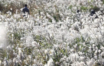 서구 영산강변, 은빛억새가 전하는 가을로의 초대 - 제9회 광주 서창억새축제 개최
