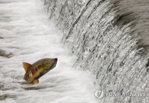 고향으로 돌아온 연어