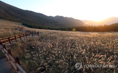 가을 노을에 물든 울주 간월재 억새