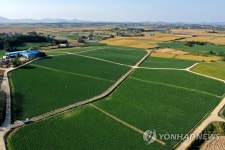 싱그러운 가을 배추밭