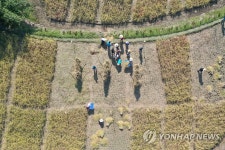 도심에서 즐기는 벼 베기