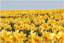 수선화 섬 신안 선도 주민 11명, 꽃차소믈리에 됐다