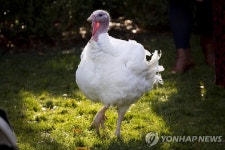코로나가 미국 추수감사절 식탁도 바꾼다…칠면조 농장 비상