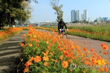 가을 맞은 코스모스길