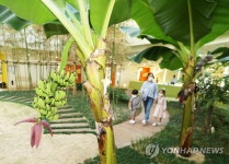 어린이집에 열린 바나나