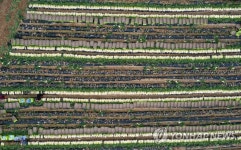 무 수확하는 농민들