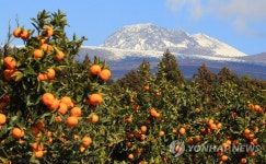 [픽! 제주] 귤림추색…새콤달콤 감귤 수확 체험의 계절