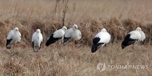 교원대 청주 하이테크밸리 조성 황새 복원 위협