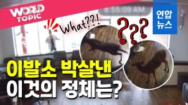 [영상] 나 돌아갈래…이발소 쳐들어간 사슴, 4시간 동안 뭐했을까?