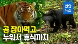 [영상] 백두산 호랑이, 곰 잡아먹고 휴식까지…중국서 흔적 발견