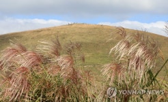 탐방객 발길에 훼손된 제주 새별오름·용눈이오름 휴식년제 검토