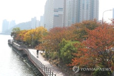 단풍으로 물든 부산 수영강변