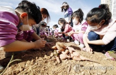광주 북구, 사랑의 텃밭 수확