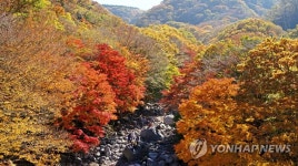 한라산 천아계곡 단풍