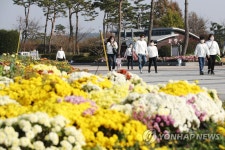 국화꽃 활짝 핀 함평 엑스포공원