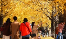 거창 의동마을 은행나무길 북적북적