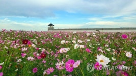 전주 항공대대 주변에 코스모스 활짝