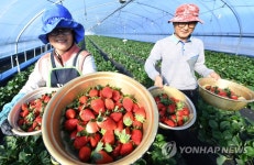 새콤달콤 거창 딸기