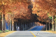 진안 부귀 메타세쿼이아길 가을 정취