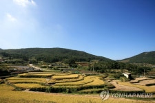 지는 단풍, 가을이 아쉽다면…이번 주말 완도 청산도로 가자