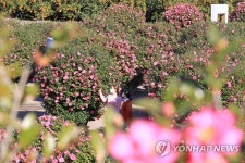 "동백의 계절 겨울이 왔어요"