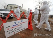 정읍 고병원성 AI 의심 오리농장 인근 가금류 39만마리 살처분