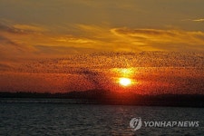 해남 뜬섬 가창오리 군무…30만마리 월동