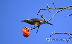 홍시 맛있다