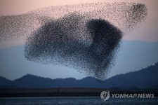 가창오리의 군무