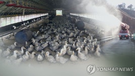 [2보] 영암 육용오리 농장 고병원성 AI확진…전남 3년만에 발생