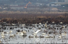 겨울새 큰고니, 저수지에서 휴식