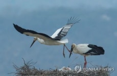 교원대 청주 하이테크밸리 조성 황새복원사업 위협