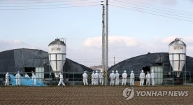 H5형 AI 검출된 오리농장 살처분