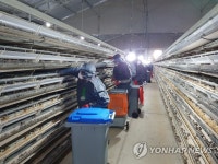 AI 발생한 충북 음성 메추리 농장