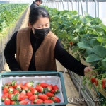 벌써 봄내음이…킹스베리 수확 한창