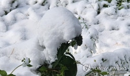 철원 외촌 0.6㎝ 눈 쌓여…출근길 교통안전 주의