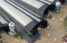 오리농장 조류인플루엔자 검출로 살처분