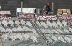 해풍에 말리는 생선