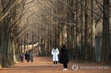 메타세쿼이아길에서 겨울을 기념하며