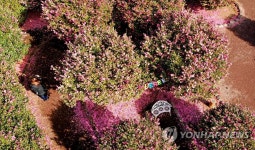 겨울, 제주 그리고 동백꽃
