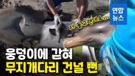 [영상] 피부는 말라가고 살 수 있을까…폐사 직전 새끼 돌고래 구조