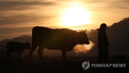 2021 신축년 소띠해 힘찬 출발을 다짐하며