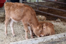 씩씩하게 자라난 구례 쌍둥이 송아지