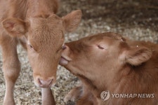씩씩하게 자라난 수해 현장의 쌍둥이 송아지