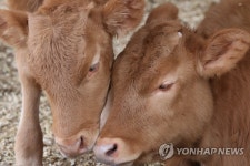 수해 현장의 쌍둥이 송아지 건강히 자랐어요