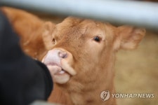 수해 딛고 태어난 구례 송아지 무럭무럭 자랐어요