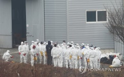 여주서 4번째 AI…살처분 150만마리 넘어