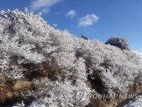첫눈이 왔다 부산 출근길 시민 탄성…적설량은 기록 안돼