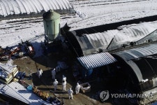 곡성 육용오리 농장서 고병원성 AI 확진